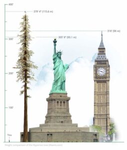 How Tall Is 100 Feet Compared to a Human?